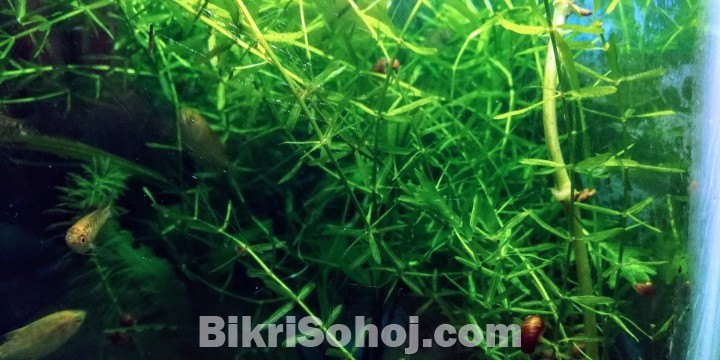 Low tech Aquarium Plants